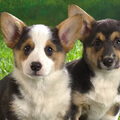 Welsh Corgi Pembroke