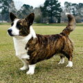 Welsh Corgi Cardigan