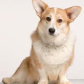 Welsh Corgi Cardigan
