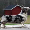 Welsh Corgi Cardigan