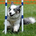 Welsh Corgi Cardigan