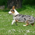 Welsh Corgi Cardigan