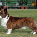 Welsh Corgi Cardigan