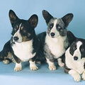 Welsh Corgi Cardigan