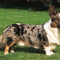 Welsh Corgi Cardigan