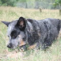 Australian Cattle Dog