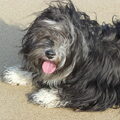 Tibetaanse Terrier