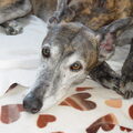 Greyhound