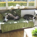 Greyhound