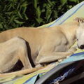 Greyhound