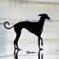 Greyhound