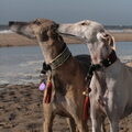 Greyhound