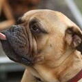 Engelse Bulldog