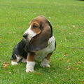 Basset Hound