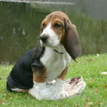 Basset Hound