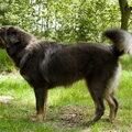 Tibetaanse Mastiff