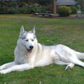 Siberische Husky