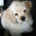 Amerikaanse Cockerspaniel