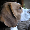 Beagle