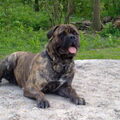 Bullmastiff