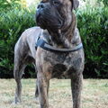 Bullmastiff