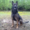 Mechelse Herder