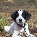 Engelse Pointer