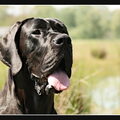 Duitse Dog