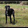 Duitse Dog