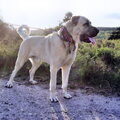 Anatolische herder