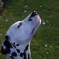 Dalmatische hond