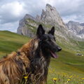 Tervuerense Herder