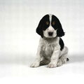 Engelse Cocker Spaniel