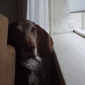 Bracco Italiano
