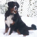 Berner Sennenhond
