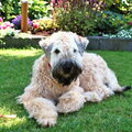 Irish Softcoated Wheaten Terriër