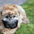 Irish Softcoated Wheaten Terriër