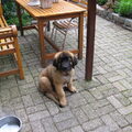 Leonberger