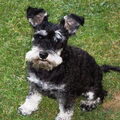 Schnauzer