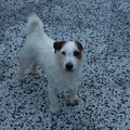 Jack Russell Terrier