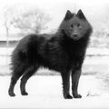Schipperke