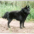 Schipperke