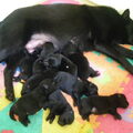 Schipperke