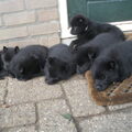 Schipperke