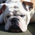 Engelse Bulldog