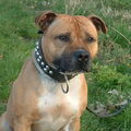 Staffordshire Bull Terrier