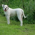Amerikaanse Bulldog