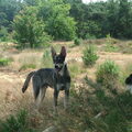 American Indian Dog
