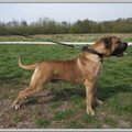 Boerboel