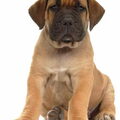 Boerboel
